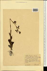 Ophrys sphegodes subsp. mammosa (Desf.) Soó ex E.Nelson, Crimea (KRYM) (Russia)