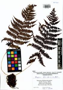 Athyrium filix-femina (L.) Roth, Siberia, Baikal & Transbaikal region (S4) (Russia)