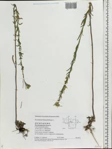 Erysimum odoratum Ehrh., Eastern Europe, Central region (E4) (Russia)