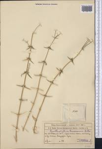 Acanthophyllum borsczowii Litw., Middle Asia, Muyunkumy, Balkhash & Betpak-Dala (M9) (Kazakhstan)