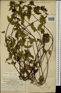Clinopodium umbrosum (M.Bieb.) K.Koch, Caucasus, Azerbaijan (K6) (Azerbaijan)