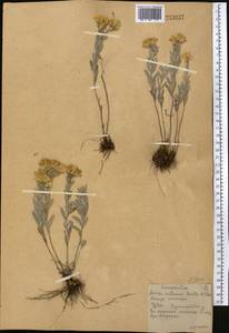 Galatella villosa (L.) Rchb. fil., Middle Asia, Northern & Central Kazakhstan (M10) (Kazakhstan)