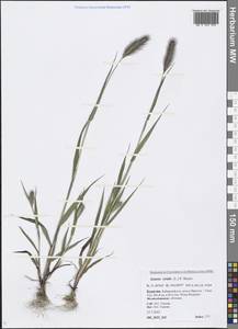 Setaria viridis (L.) P.Beauv., Siberia, Baikal & Transbaikal region (S4) (Russia)