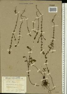 Euphrasia, Eastern Europe, North Ukrainian region (E11) (Ukraine)