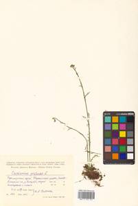 Cardamine pratensis L., Siberia, Russian Far East (S6) (Russia)