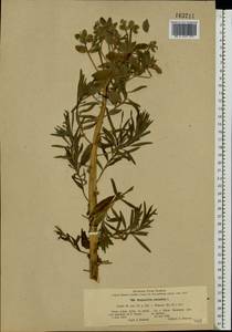 Euphorbia palustris L., Eastern Europe, North Ukrainian region (E11) (Ukraine)