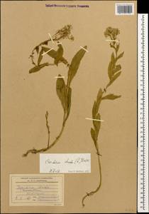 Lepidium draba L., Caucasus, Dagestan (K2) (Russia)