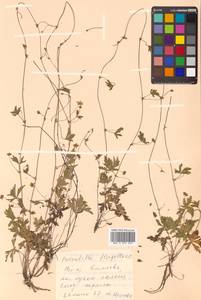 Potentilla flagellaris D. F. K. Schltdl., Siberia, Russian Far East (S6) (Russia)