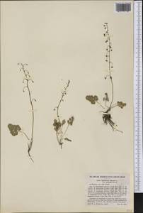 Thalictrum alpinum L., America (AMER) (United States)