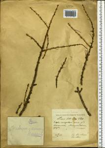 Larix sibirica Ledeb., Eastern Europe, Central forest region (E5) (Russia)