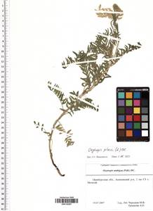 Oxytropis pilosa (L.) DC., Eastern Europe, Eastern region (E10) (Russia)
