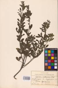 Chamaecytisus ruthenicus (Fisch. ex Woł.) Klásk., Eastern Europe, Central region (E4) (Russia)