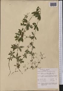 Galium triflorum Michx., America (AMER) (United States)