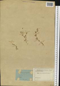 Stellaria crassifolia Ehrh., Eastern Europe, North-Western region (E2) (Russia)