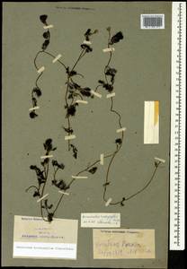 Ranunculus trichophyllus Chaix, Caucasus, Armenia (K5) (Armenia)