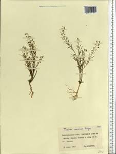 Thesium ramosum Hayne, Eastern Europe, Central forest-and-steppe region (E6) (Russia)