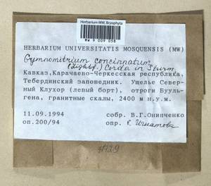 Gymnomitrion concinnatum (Lightf.) Corda, Bryophytes, Bryophytes - North Caucasus & Ciscaucasia (B12) (Russia)