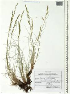 Festuca wolgensis P.A.Smirn., Eastern Europe, Central forest-and-steppe region (E6) (Russia)