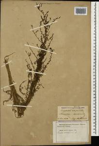 Suaeda altissima (L.) Pall., Caucasus, Azerbaijan (K6) (Azerbaijan)