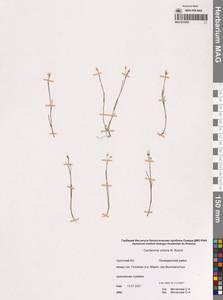 Cardamine victoris N.Busch, Siberia, Chukotka & Kamchatka (S7) (Russia)