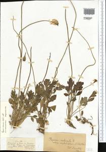 Papaver croceum Ledeb., Middle Asia, Dzungarian Alatau & Tarbagatai (M5) (Kazakhstan)