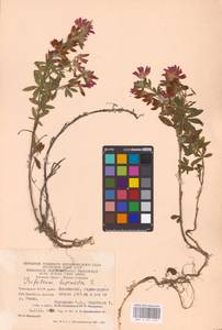 Trifolium lupinaster L., Eastern Europe, Eastern region (E10) (Russia)