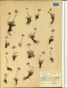 Leontopodium antennarioides Soczava, Siberia, Russian Far East (S6) (Russia)