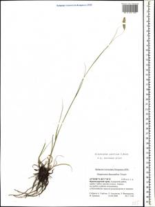 Alopecurus ponticus K.Koch, Caucasus, Krasnodar Krai & Adygea (K1a) (Russia)