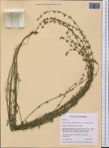 Syrmatium glabrum Vogel, America (AMER) (United States)