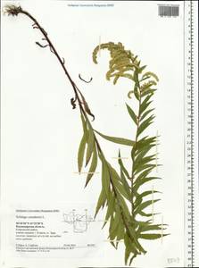 Solidago canadensis L., Eastern Europe, Central region (E4) (Russia)