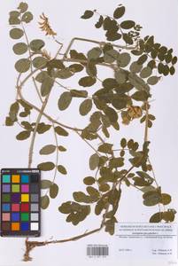 Astragalus glycyphyllos L., Eastern Europe, Moscow region (E4a) (Russia)