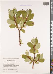 Salix caucasica N. J. Anderss., Caucasus, Stavropol Krai, Karachay-Cherkessia & Kabardino-Balkaria (K1b) (Russia)