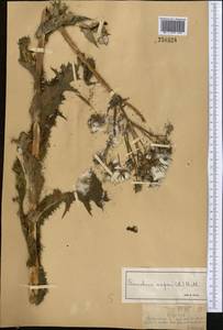 Sonchus asper (L.) Hill, Middle Asia, Dzungarian Alatau & Tarbagatai (M5) (Kazakhstan)