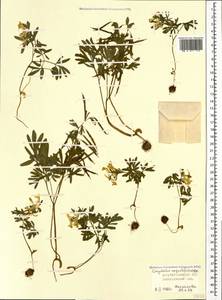 Corydalis angustifolia (M. Bieb.) DC., Caucasus, Azerbaijan (K6) (Azerbaijan)