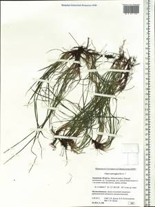 Carex norvegica Retz. , nom. cons., Siberia, Russian Far East (S6) (Russia)