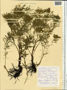 Adonis volgensis DC., Eastern Europe, Central forest-and-steppe region (E6) (Russia)