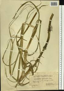 Scolochloa festucacea (Willd.) Link, Siberia, Western Siberia (S1) (Russia)