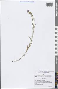 Dianthus chinensis L., Eastern Europe, Eastern region (E10) (Russia)