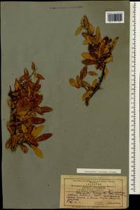 Pyracantha coccinea M. Roem., Caucasus, Azerbaijan (K6) (Azerbaijan)