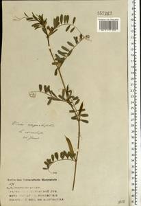 Vicia sativa subsp. nigra (L.)Ehrh., Eastern Europe, Volga-Kama region (E7) (Russia)