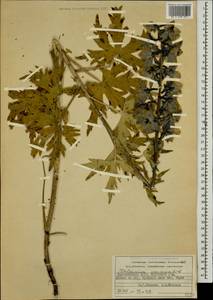Delphinium speciosum M. Bieb., Caucasus, Dagestan (K2) (Russia)