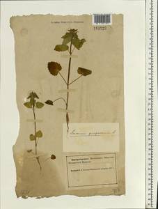 Lamium purpureum L., Eastern Europe, Northern region (E1) (Russia)