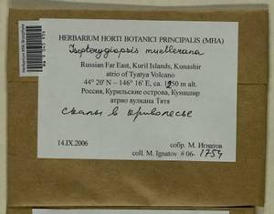 Isopterygiopsis catagonioides (Broth.) Ignatov & Ignatova, Bryophytes, Bryophytes - Russian Far East (excl. Chukotka & Kamchatka) (B20) (Russia)