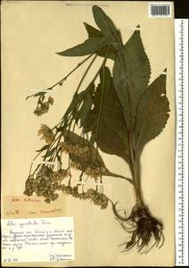 Aster tataricus L. fil., Siberia, Russian Far East (S6) (Russia)