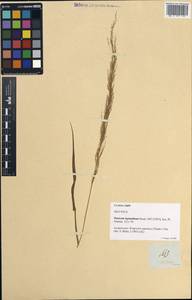 Eragrostis japonica (Thunb.) Trin., South Asia, South Asia (Asia outside ex-Soviet states and Mongolia) (ASIA) (Philippines)