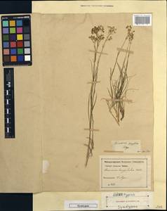 Eremogone longifolia (M. Bieb.) Fenzl, Eastern Europe (no precise locality) (E0) (Russia)