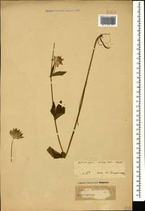 Astrantia maxima Pall., Caucasus (no precise locality) (K0)