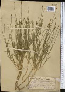 Cylindrocarpa sewerzowii (Regel) Regel, Middle Asia, Western Tian Shan & Karatau (M3) (Kazakhstan)