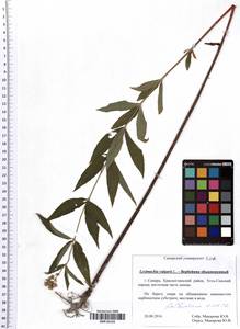 Lysimachia vulgaris L., Eastern Europe, Middle Volga region (E8) (Russia)