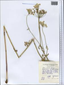 Scaligeria hirtula (Regel & Schmalh.) Lipsky ex Korovin, Middle Asia, Western Tian Shan & Karatau (M3) (Tajikistan)